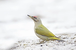 Wood Pecker Prints: Grey-headed Woodpecker (Picus canus) adult male