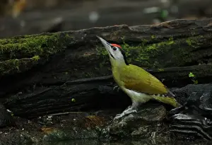 Kaeng Krachan Prints: Grey-headed Woodpecker (Picus canus hessei) adult male