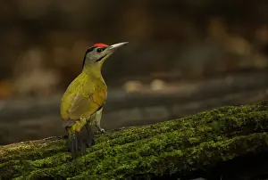 Grey-headed Woodpecker (Picus canus hessei) adult male, standing on mossy log, Kaeng Krachan N. P. Thailand, november