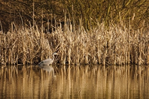 Grey Heron (Ardea cinerea) adult, hunting in water at edge of reedbed, Upton Warren, Warwickshire, England, March