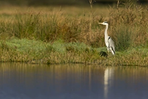 Grey Heron (Ardea cinerea) adult, standing at edge of water, Suffolk, England, November