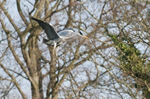 Grey Heron (Ardea cinerea) adult, in flight, landing at nestsite in tree, Kelsey Park, Beckenham, London, England, march