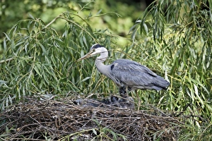 Grey Heron (Ardea cinerea) adult, adding stick nesting material at nest with chicks, in urban parkland, London, England, may
