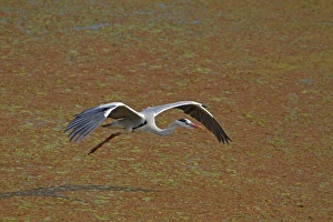 Keoladeo Ghana Prints: Grey Heron (Ardea cinerea) adult