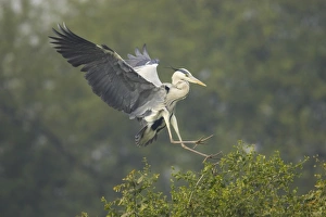 Grey Heron (Ardea cinerea) adult, in flight, landing in tree, Keoladeo Ghana N. P. (Bharatpur), Rajasthan, India