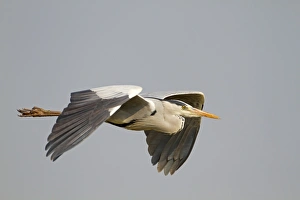 Grey Heron (Ardea cinerea) adult, in flight, Keoladeo Ghana N. P. (Bharatpur), Rajasthan, India