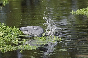 Splash Prints: Grey Heron (Ardea cinerea) adult, fishing, striking at fish in water, England, october