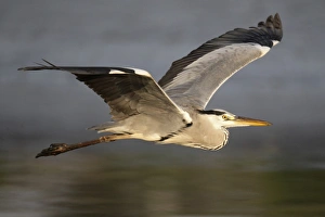 Grey Heron (Ardea cinerea) adult, in flight over water, Nam Sang Wai, Hong Kong, China, october