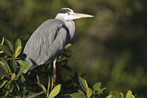 Grey Heron (Ardea cinerea) adult, perched in mangrove, Gambia, january