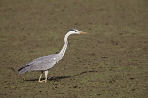 Rajasthan Prints: Grey Heron (Ardea cinerea) adult