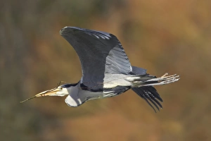 Grey Heron (Ardea cinerea) adult, in flight, with sticks in beak, collecting nesting material, Hertfordshire, England