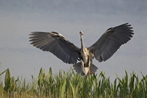Grey Heron (Ardea cinerea) adult, in flight, landing in reedbed, Minsmere RSPB Reserve, Suffolk, England, april