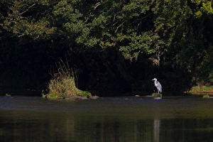 Grey Heron (Ardea cinerea) adult, standing on islet in river habitat, River Whiteadder, Berwickshire, Scottish Borders, Scotland, september
