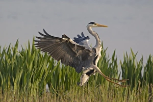 Grey Heron (Ardea cinerea) adult, in flight, landing in reedbed, Minsmere RSPB Reserve, Suffolk, England, april