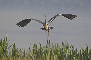 Reed Bed Prints: Grey Heron (Ardea cinerea) adult