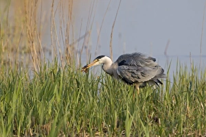 Reed Bed Prints: Grey Heron (Ardea cinerea) adult
