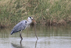 Grey Heron (Ardea cinerea) adult, feeding on snake in water, Hong Kong, China, november