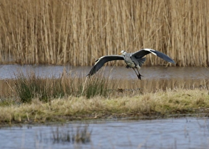 Heron Prints: Grey Heron (Ardea cinerea) adult