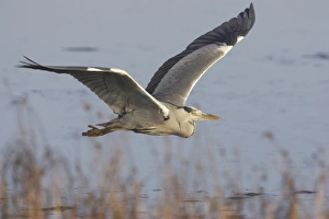 Grey Heron (Ardea cinerea) adult, in flight over water, Oare Marshes RSPB Reserve, Kent, England
