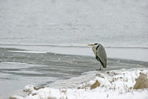 Merseyside Prints: Grey Heron (Ardea cinerea) adult, standing on ice, Merseyside, England, december