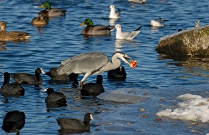 Gulls Prints: Grey Heron (Ardea cinerea) adult