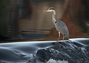 Heron Prints: Grey Heron (Ardea cinerea) adult