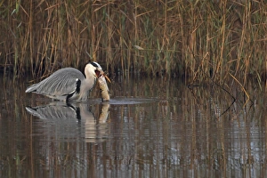 Grey Heron (Ardea cinerea) adult, feeding, with Northern Pike (Esox lucius) catch in beak, Strumpshaw Fen RSPB Reserve
