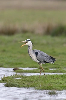 Heron Prints: Grey Heron (Ardea cinerea) adult