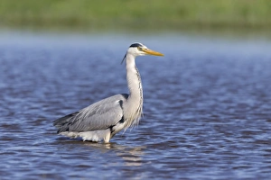 Ponds Prints: Grey Heron (Ardea cinerea) adult, standing in pond, Suffolk, England, May