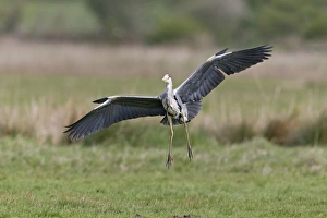Grey Heron (Ardea cinerea) adult, in flight, with alulas raised, landing on marshland, Suffolk, England, May