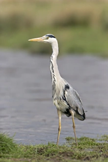 Grey Heron (Ardea cinerea) adult, standing at edge of water in marshland, Suffolk, England, May