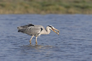 Grey Heron (Ardea cinerea) adult, positioning fish prey in beak, standing in pond, Suffolk, England, May