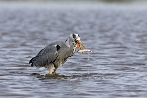 Grey Heron (Ardea cinerea) adult, catching Common Rudd (Scardinius erythrophthalmus) prey, standing in pond, Suffolk