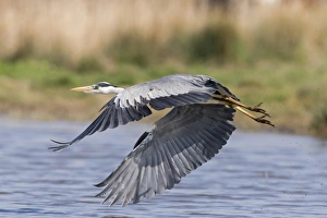 Ponds Prints: Grey Heron (Ardea cinerea) adult, in flight over pond, Suffolk, England, May