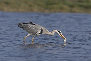 Grey Heron (Ardea cinerea) adult, catching fish prey, standing in pond, Suffolk, England, May