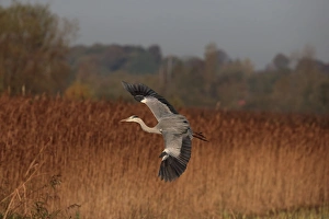 Grey Heron (Ardea cinerea) adult, in flight over reedbed, Norfolk, England, November