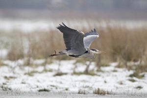 Grey Heron (Ardea cinerea) adult, in flight over snow covered marshland, Suffolk, England, January