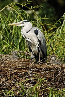 Midland Prints: Grey Heron (Ardea cinerea) adult with chicks, at nest in tree, Midlands, England, april