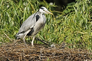 Grey Heron (Ardea cinerea) adult with chicks, at nest in tree, Midlands, England, april