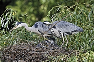 Father Prints: Grey Heron (Ardea cinerea) adult pair
