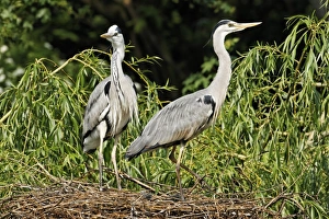 Father Prints: Grey Heron (Ardea cinerea) adult pair with chicks