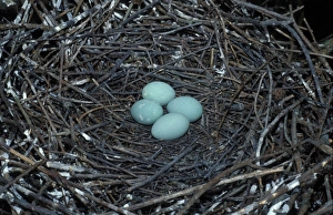 Heron Prints: Grey Heron (Ardea cinerea) Close-up / nest and four eggs