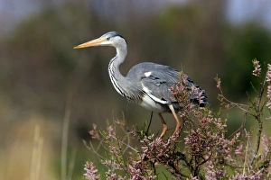 Grey Heron (Ardea cinerea) immature, perched in tamarisk tree, Saintes Marie de la Mer, Camargue, Bouches du Rhone, France