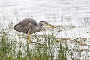 Grey Heron (Ardea cinerea) immature, hunting in shallow water, Islay, Inner Hebrides, Scotland, november