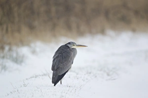 Grey Heron (Ardea cinerea) immature, standing in snow at edge of reedbed, Suffolk, England, february
