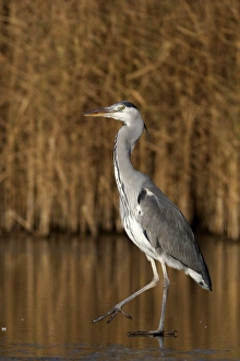 Freeze Prints: Grey Heron (Ardea cinerea) immature, walking on ice, Warwickshire, England, December