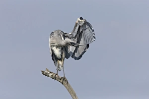 Heron Prints: Grey Heron (Ardea cinerea) juvenile