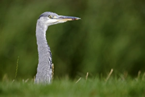 Bill Prints: Grey Heron (Ardea cinerea) juvenile