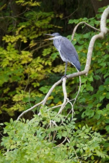 Whiteadder Prints: Grey Heron (Ardea cinerea) juvenile
