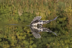 Killing Prints: Grey Heron (Ardea cinerea) juvenile